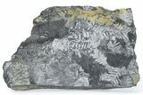 Fossil Seed Fern (Alethopteris) Plate - Pennsylvania #280548-2